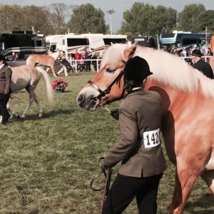 11269692_10153278521166543_814066872_n